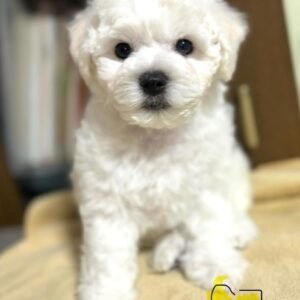 Benji