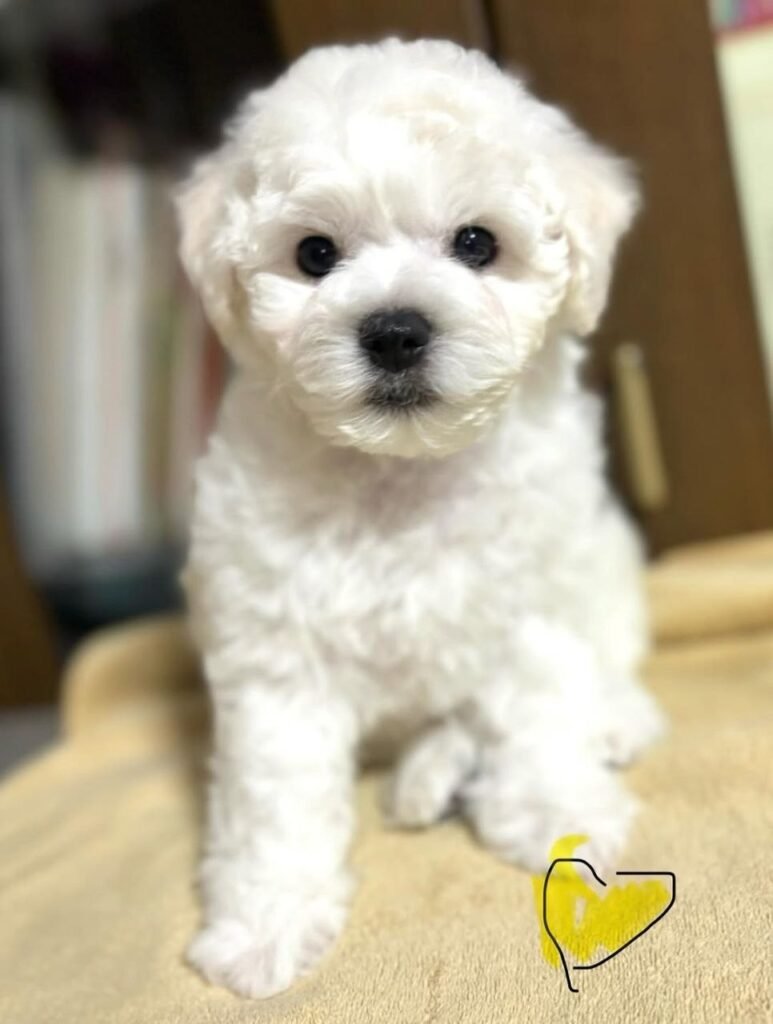 Benji