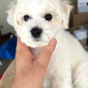 Sophie