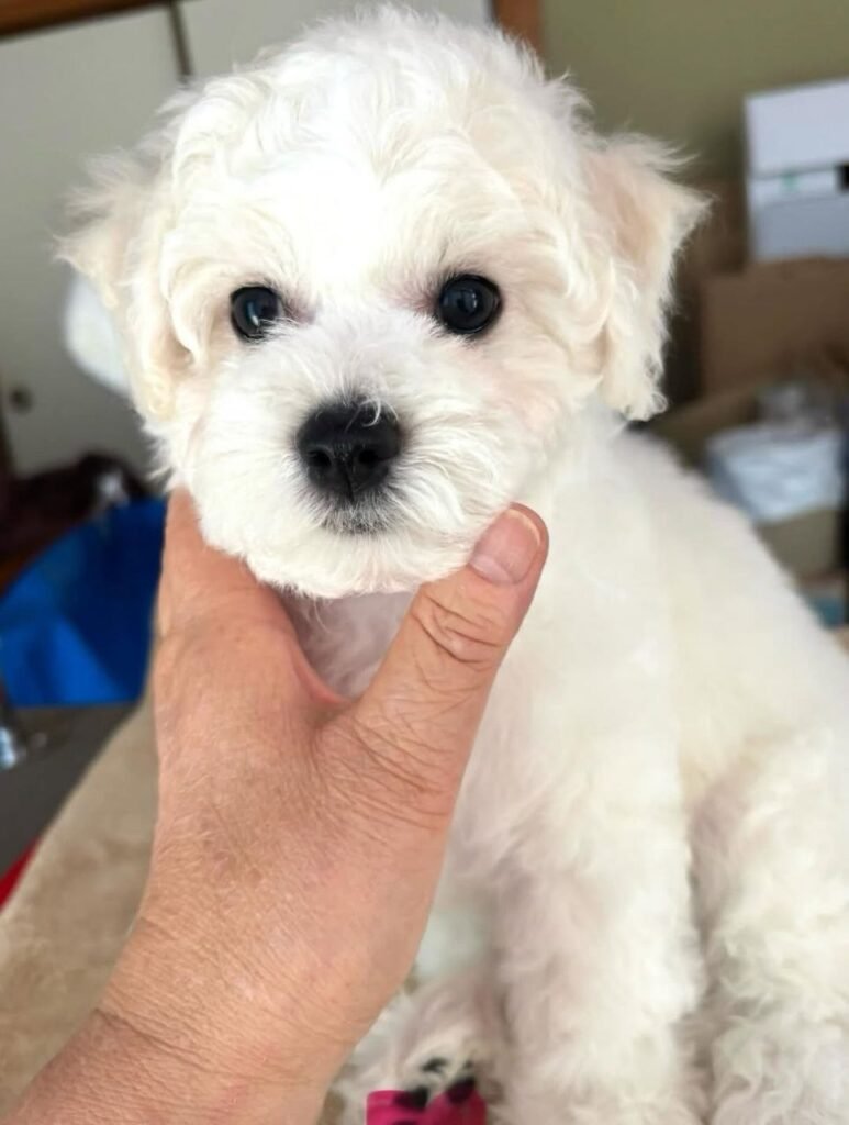 Sophie